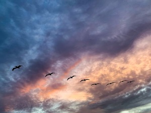 Birds flying underneath colorful cloud cover.