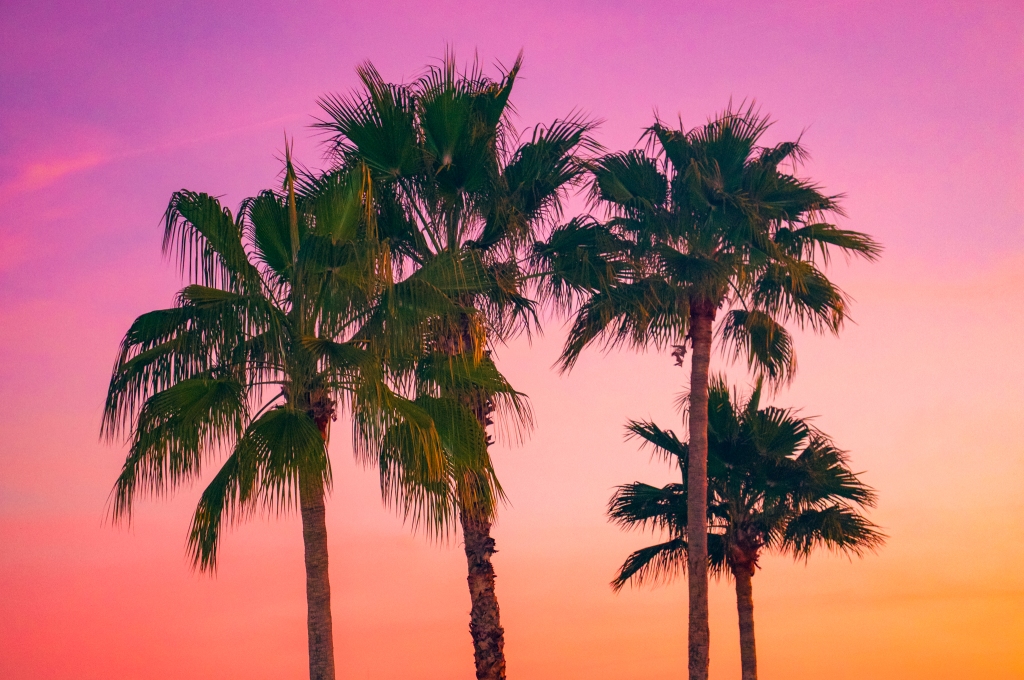 The tops of 4 palm trees against a sherbet colored sunset.