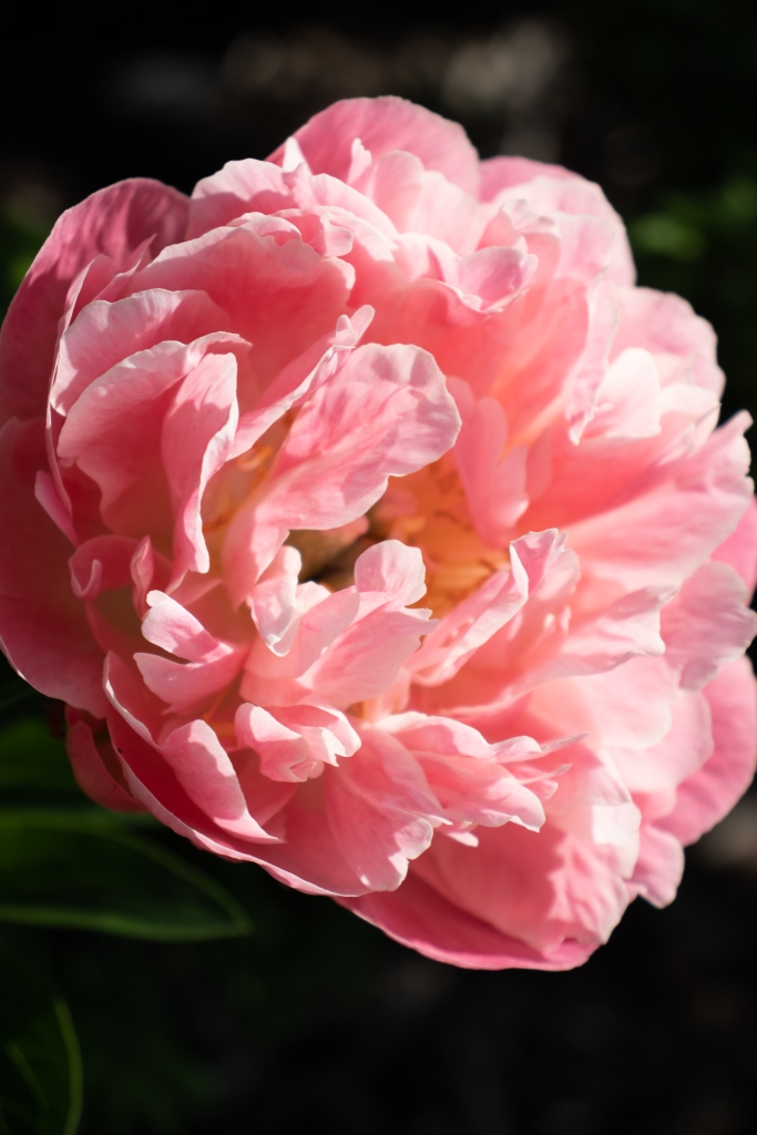 Puffy light pink flower
