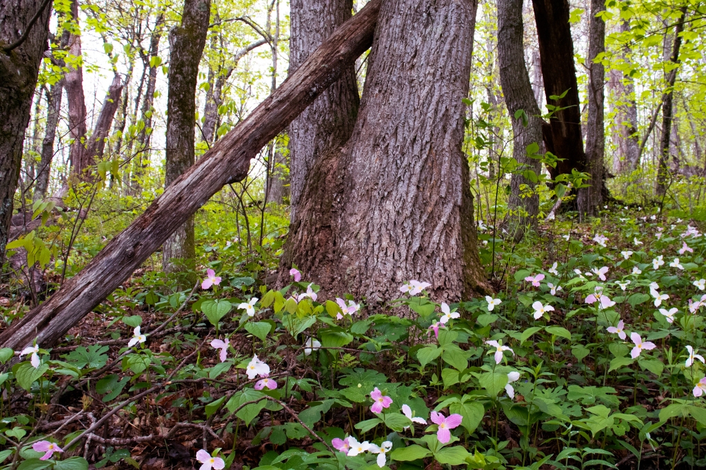 Pink flowers growing around a tree in the woods.